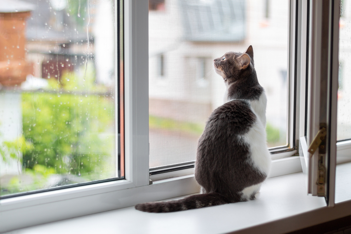 Cat sits on the windowsill near an open wooden windows London, for which goes r
